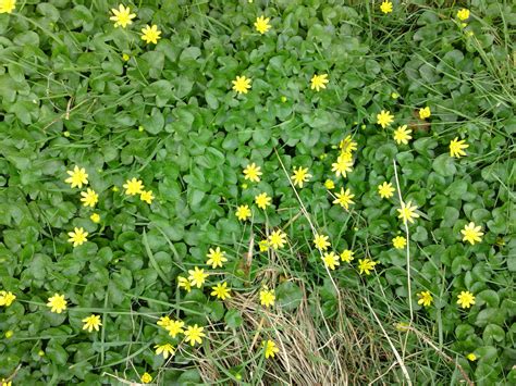 celine plant|celandine plant identification.